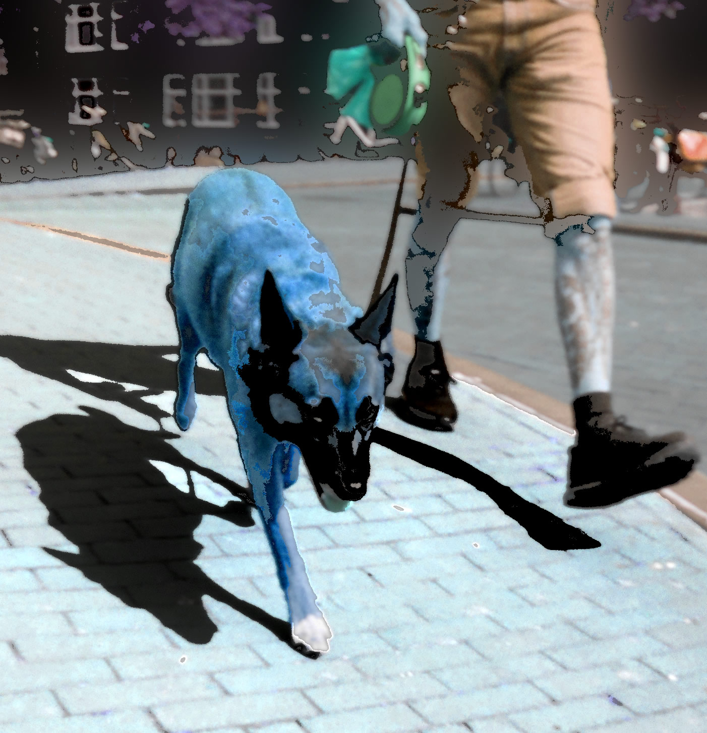 hond1
