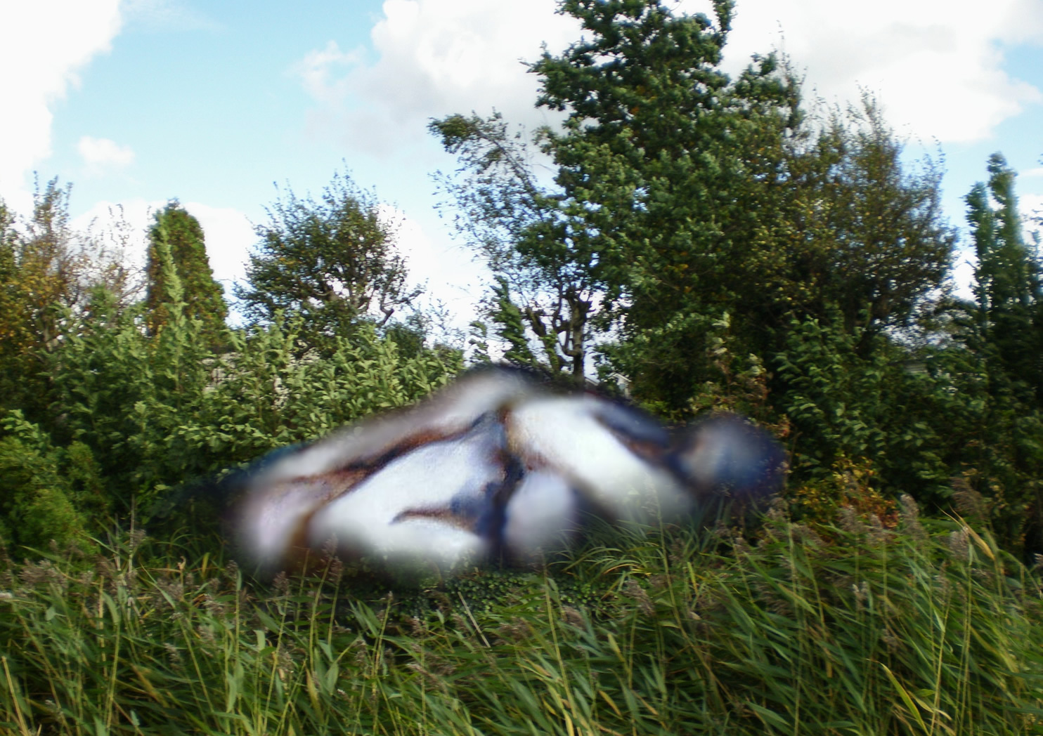 gras-1