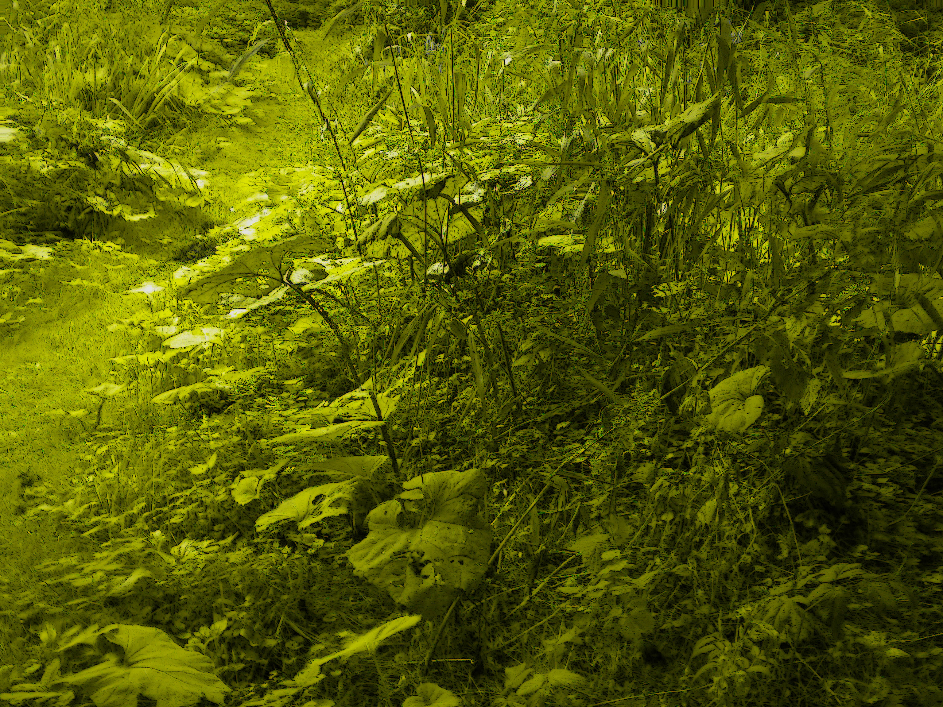 11a