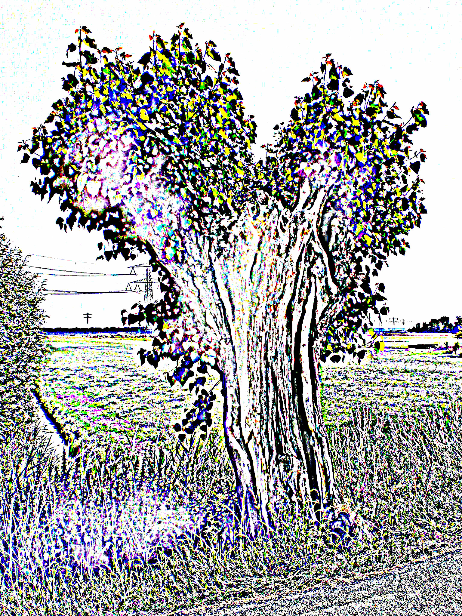 20c