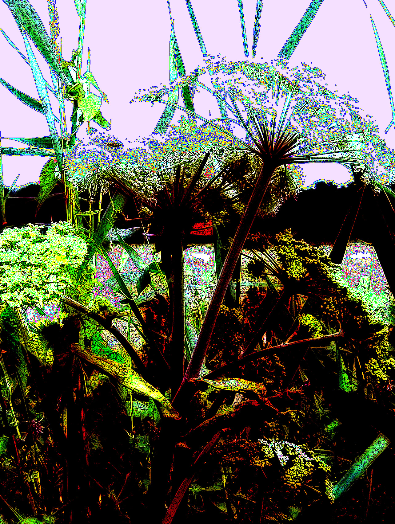 DSCN0865c