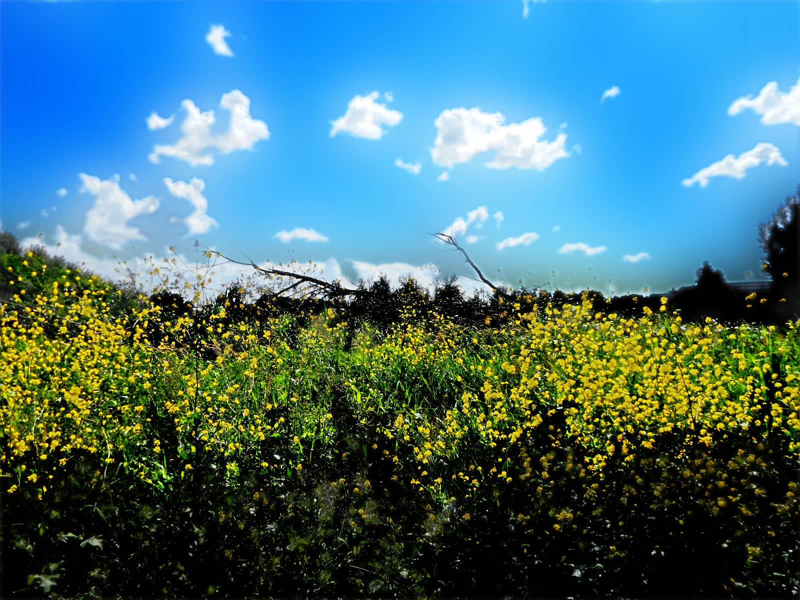 DSCN4042a