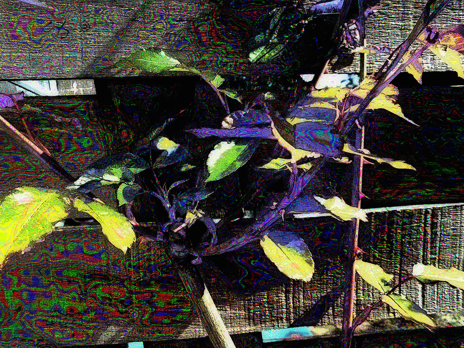 DSCN4547
